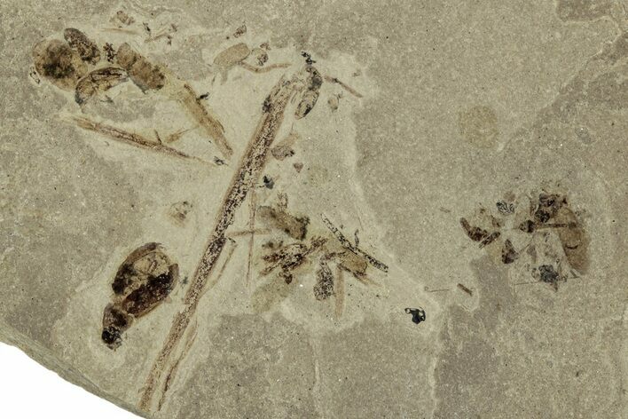 Fossil Beetle (Coleoptera) Mortality Plate - Green River Formation #356664